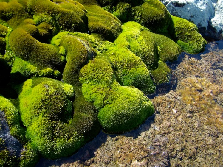 Moss covered rocks.